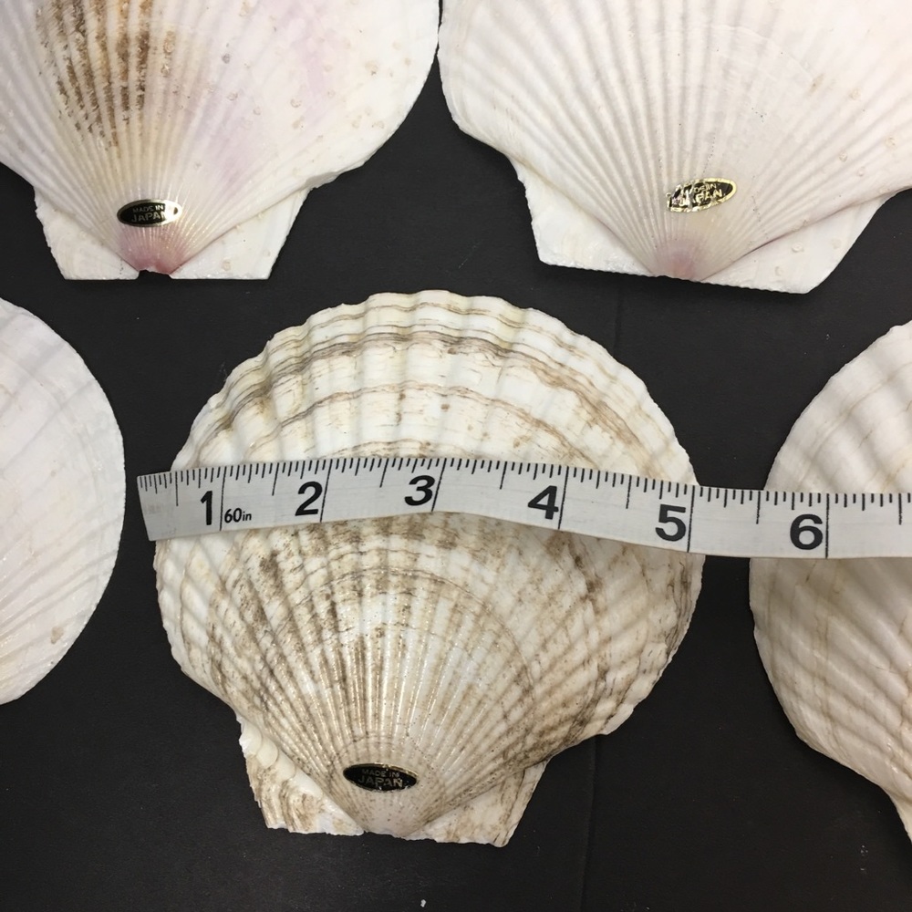 Genuine Baking Sea Shells - Picture 8 of 8